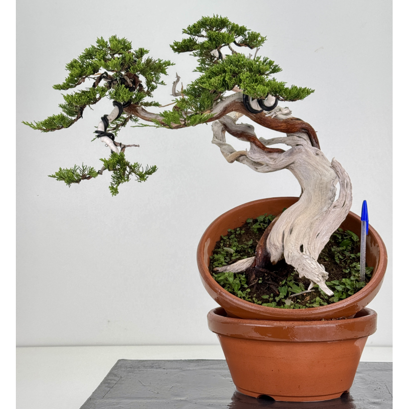 Juniperus sabina -sabina rastrera- A00901