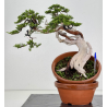 Juniperus sabina A00901
