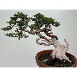 Juniperus sabina A00901 view 3