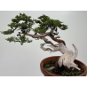 Juniperus sabina A00901 view 3