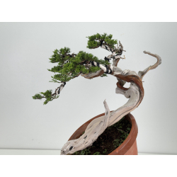 Juniperus sabina -sabina rastrera- A00901 vista 4