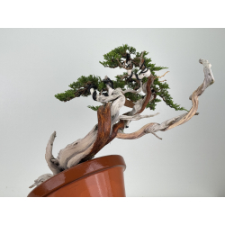 Juniperus sabina -sabina rastrera- A00901 vista 5