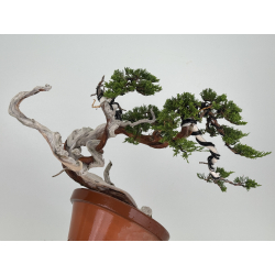 Juniperus sabina -sabina rastrera- A00901 vista 6