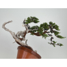 Juniperus sabina A00901 view 6