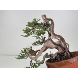 Juniperus sabina A01633 view 2