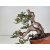 Juniperus sabina A01633 view 2