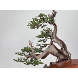 Juniperus sabina -sabina rastrera- A01633 vista 3