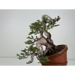 Juniperus sabina -sabina rastrera- A01633 vista 4