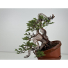 Juniperus sabina -sabina rastrera- A01633 vista 4