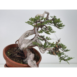 Juniperus sabina -sabina rastrera- A01633 vista 5