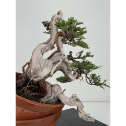 Juniperus sabina -sabina rastrera- A01633 vista 6