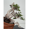 Juniperus sabina A01633 view 6