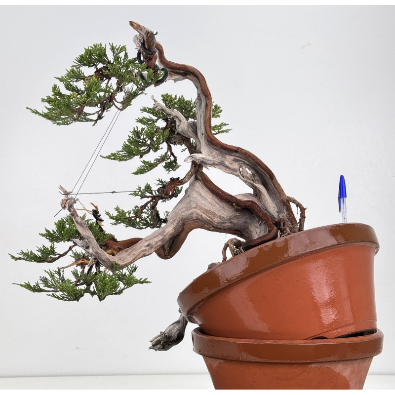 Juniperus sabina -sabina rastrera- A01633