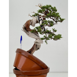 Juniperus sabina -sabina rastrera- A01324