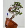 Juniperus sabina A01324