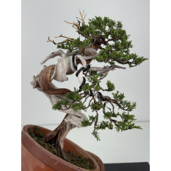 Juniperus sabina A01324 view 2