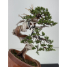 Juniperus sabina -sabina rastrera- A01324 vista 2