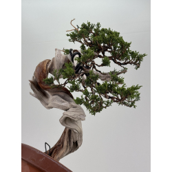 Juniperus sabina -sabina rastrera- A01324 vista 3
