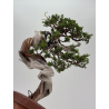 Juniperus sabina -sabina rastrera- A01324 vista 3