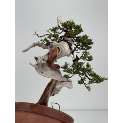 Juniperus sabina -sabina rastrera- A01324 vista 4