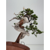 Juniperus sabina -sabina rastrera- A01324 vista 4