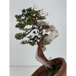 Juniperus sabina A01324 view 5