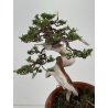 Juniperus sabina -sabina rastrera- A01324 vista 6