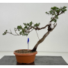 Juniperus sabina I-8688