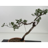 Juniperus sabina -sabina rastrera-  I-8688 vista 2