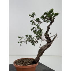 Juniperus sabina -sabina rastrera-  I-8688 vista 3