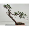 Juniperus sabina -sabina rastrera-  I-8688 vista 4
