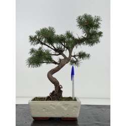 Pinus sylvestris I-8689