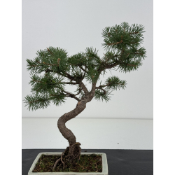 Pinus sylvestris I-8689 view 2