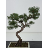 Pinus sylvestris -pino s- europeo- I-8689 vista 2