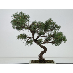 Pinus sylvestris -pino s- europeo- I-8689 vista 3