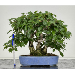 Carpinus turczaninovii  I-7739 view 6