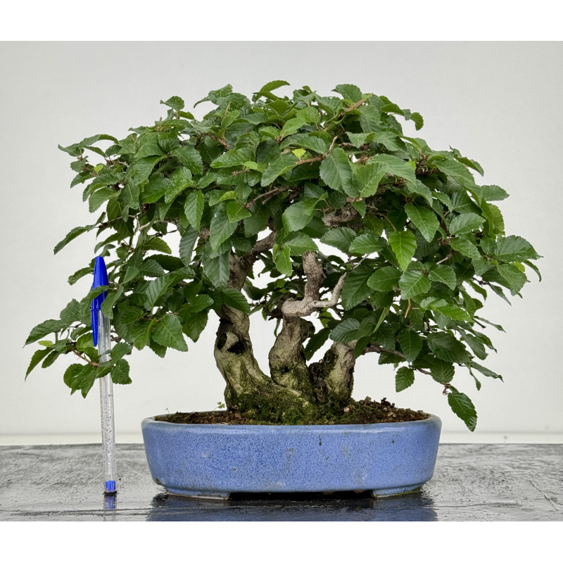 Carpinus turczaninovii -carpe coreano- I-7739 vista 6