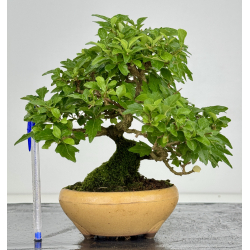 Premna japonica -acer nioi- I-7889