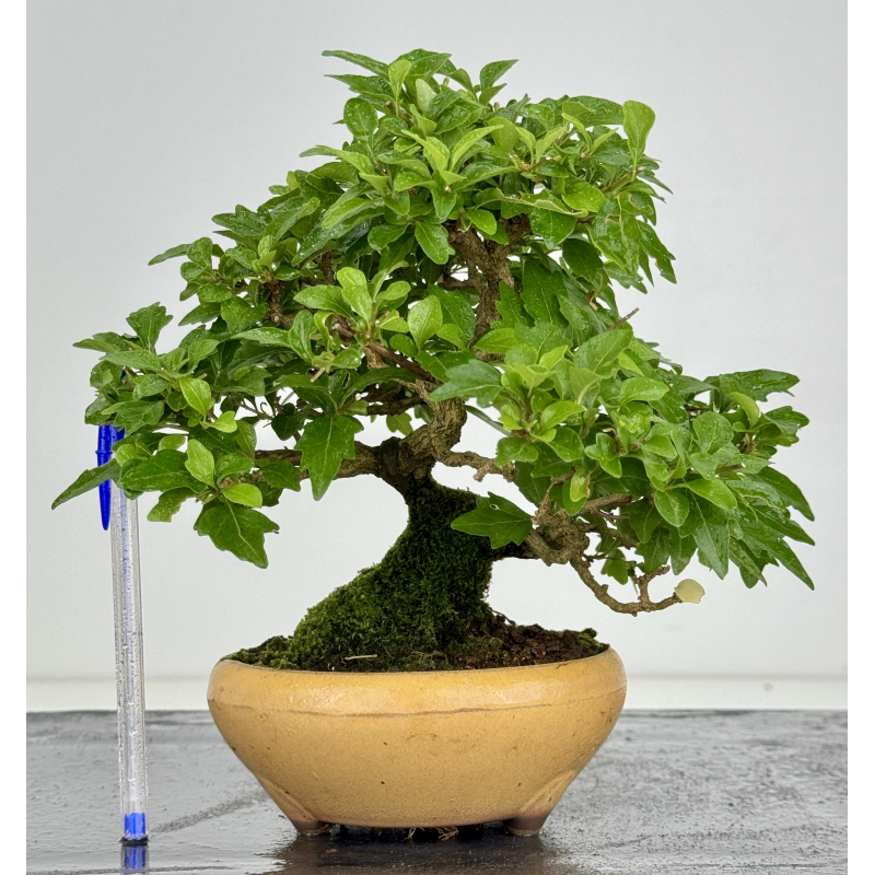 Premna japonica -acer nioi- I-7889