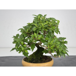 Premna japonica -acer nioi- I-7889 vista 2
