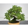 Premna japonica -acer nioi- I-7889 vista 2