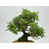 Premna japonica -acer nioi- I-7889 vista 3