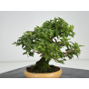Premna japonica -acer nioi- I-7889 vista 4