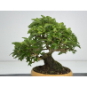 Premna japonica -acer nioi- I-7889 vista 5