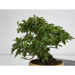 Premna japonica -acer nioi- I-7889 vista 6
