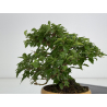 Premna japonica -acer nioi- I-7889 vista 6