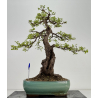 Crataegus monogyna -espino albar- I-8686