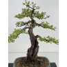 Crataegus monogyna -espino albar- I-8686 vista 2