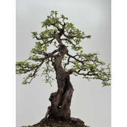 Crataegus monogyna -espino albar- I-8686 vista 3