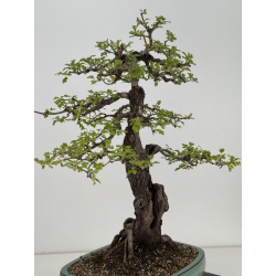 Crataegus monogyna I-8686 view 4